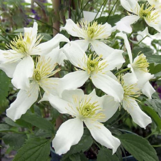 Clematis Montana Wilsonii interface.image 2