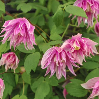 Clematis Pink Surprise, С2 interface.image 5