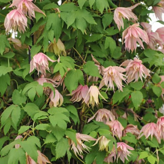 Clematis Pink Swing, С2 interface.image 6
