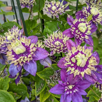 Clematis Taiga, С2 interface.image 3