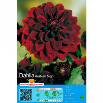 Dahlie Arabian Night interface.image 1