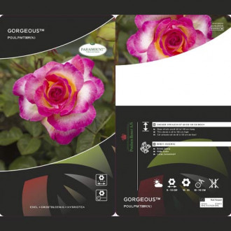 Edelrose Gorgeous Paramount®, С5 interface.image 4