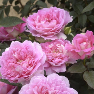 Edelrose Rosa Borneo Odore®, C5 interface.image 3