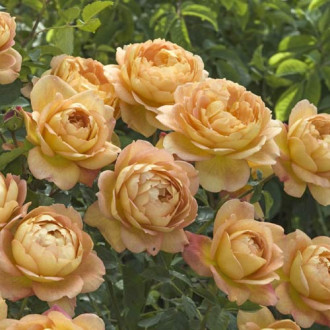 English Rose Lady of Shalott®, C5 interface.image 5