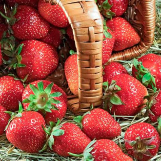 Erdbeeren Senga Sengana interface.image 3