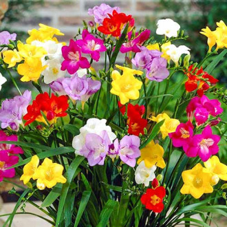 Freesie, farbmischung interface.image 5