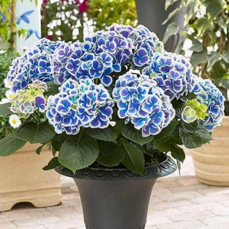 Gartenhortensie Bicolor Blue-White interface.image 3