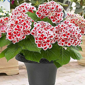Gartenhortensie Bicolor Red-White interface.image 6