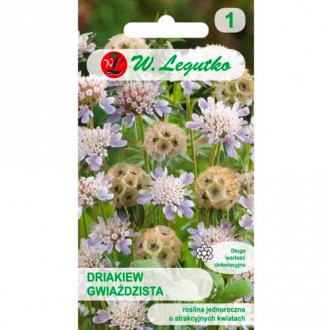 Gartenscabiose sternenklar mischung Legutko interface.image 2
