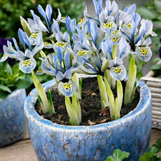 Geäderte Iris Katharine Hodgkin interface.image 4