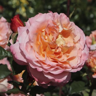 Edelrose Augusta Luise®, C3 interface.image 1