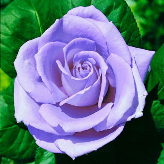 Großblütige Rose Blue Monday® interface.image 3