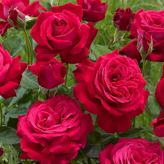 Großblütige Rose Dame de Coeur interface.image 2