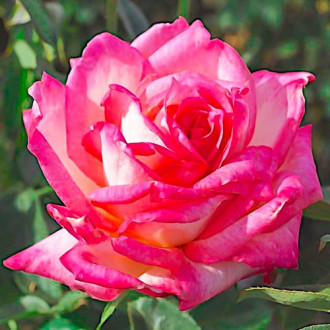 Rose Großblütige Desse interface.image 6