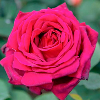 Großblütige Rose Notturno® interface.image 1