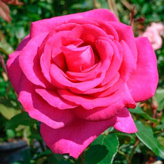 Großblütige Rose rosa interface.image 5