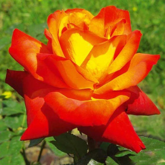 Großblütige Rose rot & gelb interface.image 3