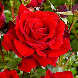 Großblütige Rose rot interface.image 1