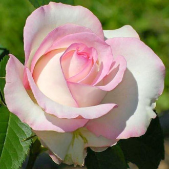 Großblütige Rose weiß & rosa interface.image 2