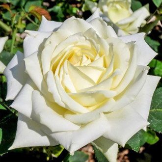 Großblütige Rose weiß interface.image 4