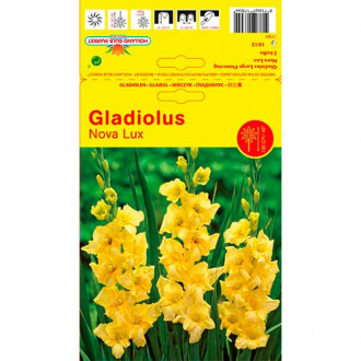 Großblumige Gladiole Nova Lux interface.image 5