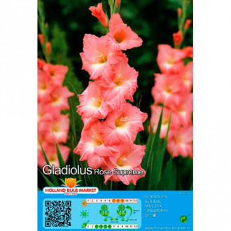 Großblumige Gladiole Rose Supreme interface.image 3