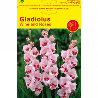 Großblumige Gladiole Wine and Roses interface.image 3