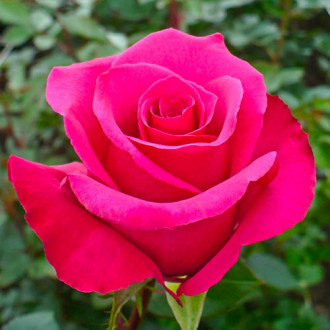 Großblumige Rose dunkelrosa interface.image 1