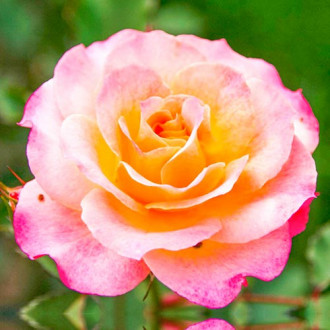 Großblumige Rose gelb - rosa interface.image 5