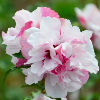 Hibiskus French Cabaret Pastel interface.image 1