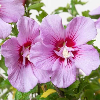 Hibiskus Maike, С2 interface.image 5