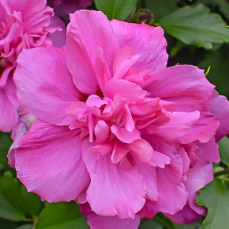 Hibiskus Sanchoyo, С2 interface.image 6
