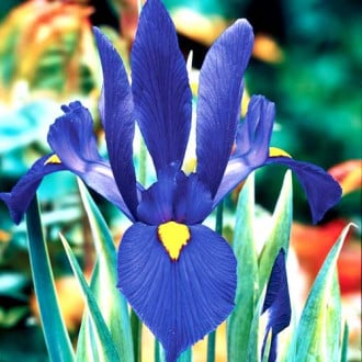 Holländische Iris Blau interface.image 4
