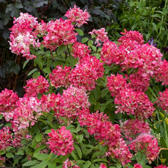 Hydrangea panic.Diamant Rouge Rendia, С2 interface.image 2