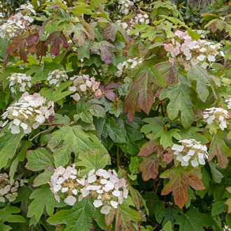 Hydrangea querc. Burgundy, С2 interface.image 3
