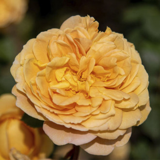 English Rose Golden Celebration®, C5 interface.image 6