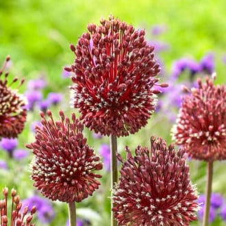 Allium Red Mohican interface.image 5