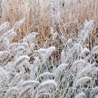 Lampenputzergras (Pennisetum) Little Bunny interface.image 4