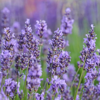 Lavendel Sensational, P9 interface.image 6