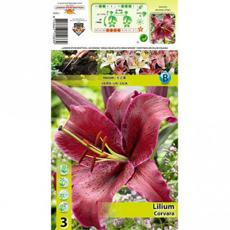 Lilie Corvara interface.image 6
