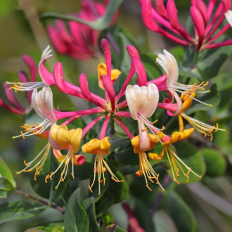 Lonicera periclymenum Belgica Select, С2 Bild 18 Lonicera periclymenum Belgica Select, С2 interface.image 18