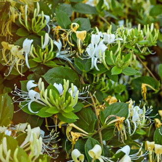 Lonicera periclymenum Graham Thomas, С2 Bild 2 Lonicera periclymenum Graham Thomas, С2 interface.image 2