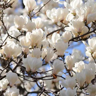 Magnolia Alba Superba, С2 interface.image 1