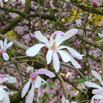 Magnolia Leonard Messel, С2 interface.image 2
