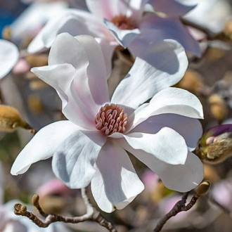 Magnolia Merrill, С2 interface.image 3