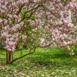 Magnolia Rustica Rubra, С2 interface.image 4