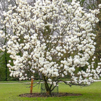 Magnolie Alba Superba interface.image 6