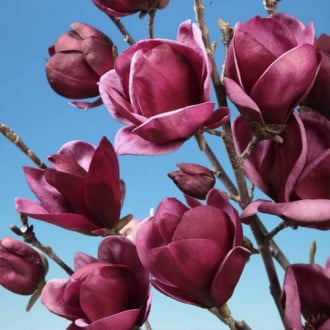 Magnolie Black Tulip interface.image 6