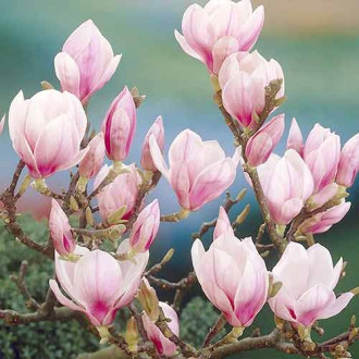 Magnolie Festirose, P9 interface.image 3