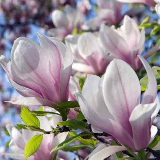 Magnolie Satisfaction, P9 interface.image 4